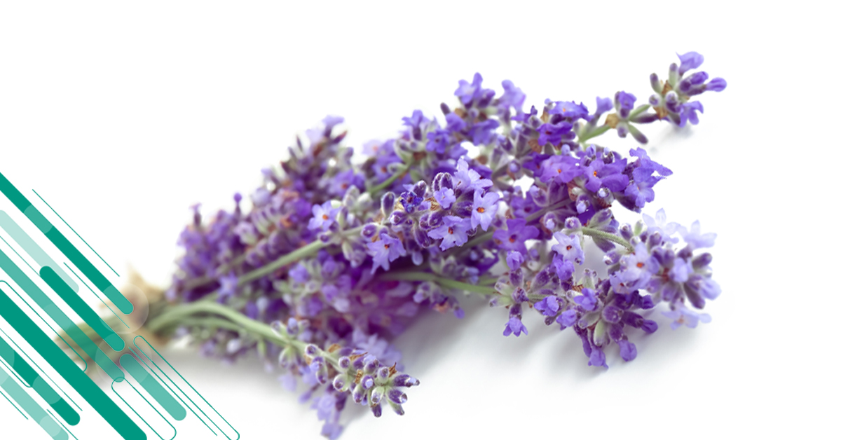 lavanda_tenco.jpg