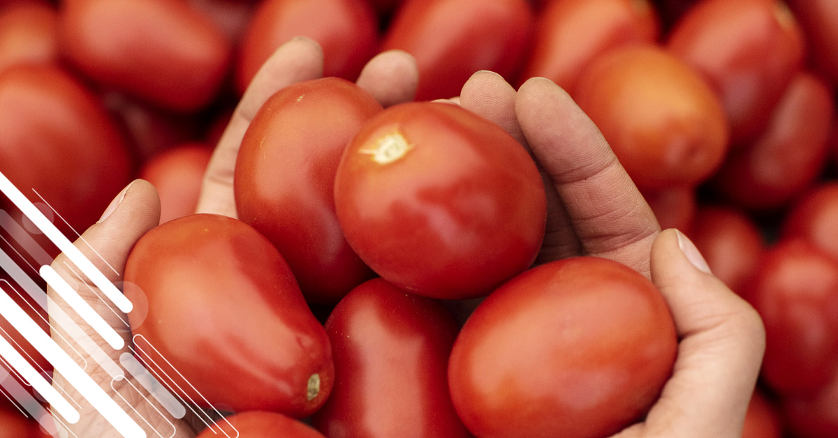 pomodoro_tenco.jpg